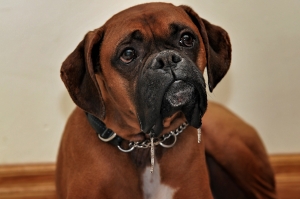 Boxer Dog Care Guide: Keeping Your Boxer Happy and Healthy
