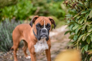 Caring Guide on Boxer Dogs: Complete Guide for Happy and Healthy Companionship